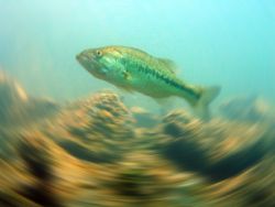 swimming along,looking for whatever and here comes this b... by Jon Justice 